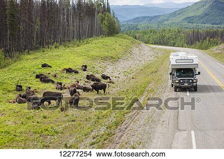 Recreational Vehicle waiting for a buffalo to cross the road, north of Liard Hot Springs, British Columbia, Canada, Summer View Large Photo Image Picture - Recreational Vehicle waiting for a buffalo to cross the road, north of Liard Hot Springs, British Columbia, Canada, Summer. Fotosearch