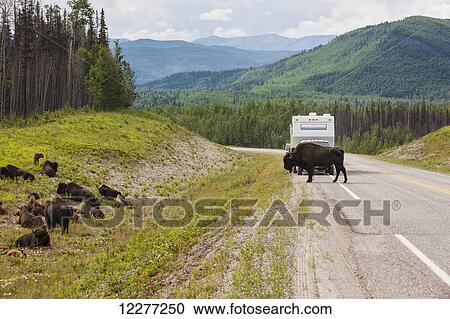 Recreational Vehicle waiting for a buffalo to cross the road, north of Liard Hot Springs, British Columbia, Canada, Summer View Large Photo Image Stock Image - Recreational Vehicle waiting for a buffalo to cross the road, north of Liard Hot Springs, British Columbia, Canada, Summer. Fotosearch