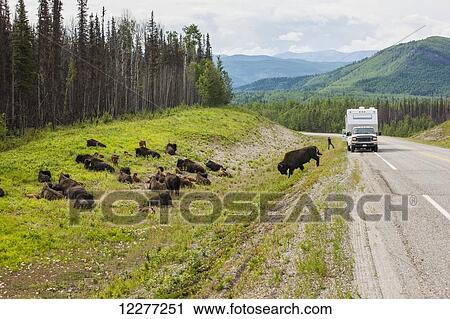 Recreational Vehicle waiting for a buffalo to cross the road, north of Liard Hot Springs, British Columbia, Canada, Summer View Large Photo Image Stock Image - Recreational Vehicle waiting for a buffalo to cross the road, north of Liard Hot Springs, British Columbia, Canada, Summer. Fotosearch