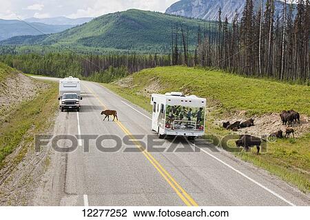 Recreational Vehicles waiting for a buffalo to cross the road, north of Liard Hot Springs, British Columbia, Canada, Summer View Large Photo Image Stock Image - Recreational Vehicles waiting for a buffalo to cross the road, north of Liard Hot Springs, British Columbia, Canada, Summer. Fotosearch