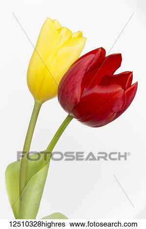 Stock Photograph - Red and yellow tulips on stems with a leaf on a white background; Surrey, British Columbia, Canada. Fotosearch