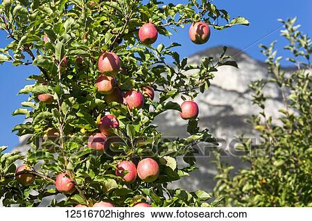 Red apples hanging on a tree with mountains in the background; Caldaro, Bolzano, Italy View Large Photo Image Stock Photograph - Red apples hanging on a tree with mountains in the background; Caldaro, Bolzano, Italy. Fotosearch