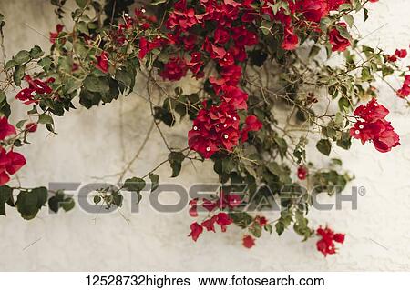 Red blossoming flowers on a plant against a white wall; California, United States of America View Large Photo Image Stock Photograph - Red blossoming flowers on a plant against a white wall; California, United States of America. Fotosearch