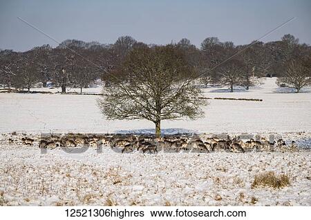 Stock Photograph - Red deer (Cervus elaphus) and Fallow deer(dama dama) grazing under tree in snow; London, England. Fotosearch