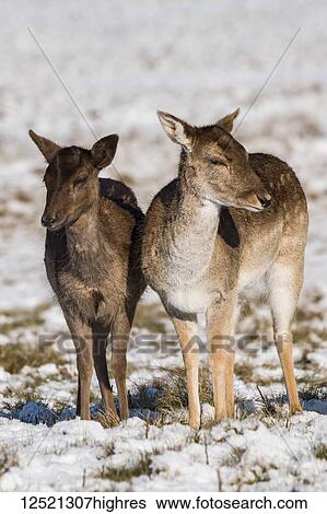 Stock Photograph - Red deer (Cervus elaphus) and Fallow deer(dama dama) standing side by side in snow; London, England. Fotosearch