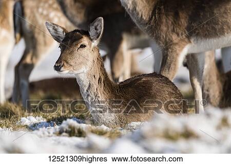 Stock Photograph - Red deer (Cervus elaphus) fawn lies in snowy grass; London, England. Fotosearch
