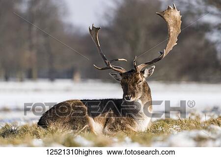 Stock Photograph - Red deer (Cervus elaphus) lies in snowy grass; London, England. Fotosearch