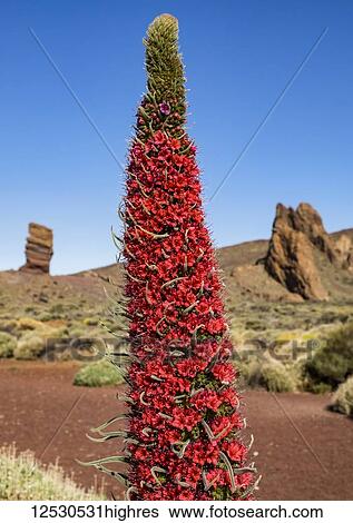 Red flower (Echium wildpretii) growing amongst the rocky terrain of Mount Teide in Tenerife, Canary Islands, Spain View Large Photo Image Stock Photograph - Red flower (Echium wildpretii) growing amongst the rocky terrain of Mount Teide in Tenerife, Canary Islands, Spain. Fotosearch