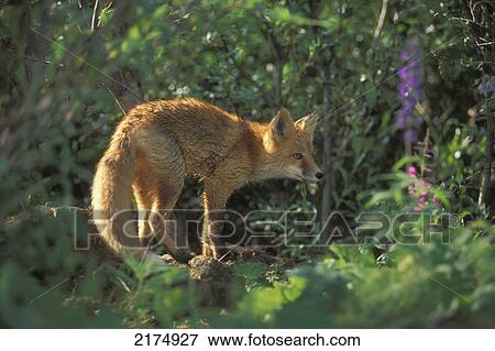 Red Fox Kit Stays Close To The Den While The Adult Female Is Out Hunting In Denali National Park, Alaska View Large Photo Image Stock Photo - Red Fox Kit Stays Close To The Den While The Adult Female Is Out Hunting In Denali National Park, Alaska. Fotosearch