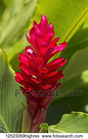 Stock Photograph - Red Ginger (Alpinia Purpurata); Paia, Maui, Hawaii, United States of America. Fotosearch