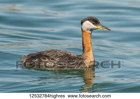 Red-necked Grebe (Podiceps grisegena) swimming in water; Ontario, Canada View Large Photo Image Stock Photograph - Red-necked Grebe (Podiceps grisegena) swimming in water; Ontario, Canada. Fotosearch