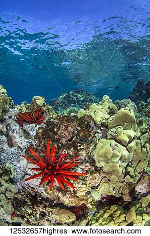 Red Pencil Urchin (Heterocentrotus mamillatus) with clear blue water and colourful reef; Makena, Maui, Hawaii, United States of America View Large Photo Image Stock Photograph - Red Pencil Urchin (Heterocentrotus mamillatus) with clear blue water and colourful reef; Makena, Maui, Hawaii, United States of America. Fotosearch