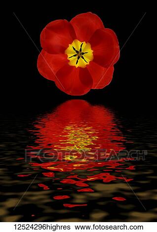 Red poppy flower reflected in water View Large Photo Image Stock Photograph - Red poppy flower reflected in water. Fotosearch