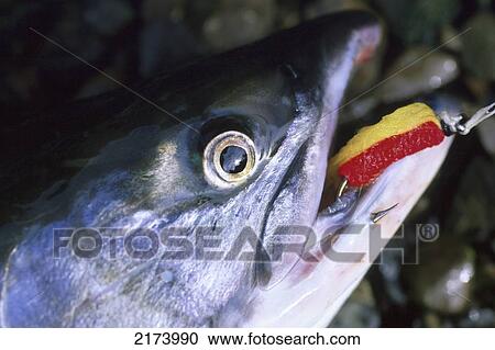 Stock Image - Red Salmon W/ Lure In Mouth Prince William Sound Sc Ak Portrait. Fotosearch