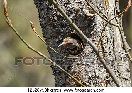 Red-shafted Flicker (Colaptes auratus cafer) in a tree in the Cascade Siskiyou National Monument; Ashland, Oregon, United States of America View Large Photo Image Stock Photograph - Red-shafted Flicker (Colaptes auratus cafer) in a tree in the Cascade Siskiyou National Monument; Ashland, Oregon, United States of America. Fotosearch