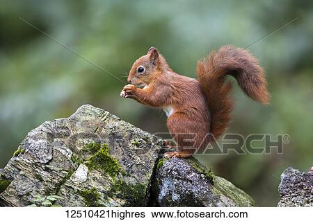 Stock Photograph - Red Squirrel (Sciurus vulgaris) eating from it's hands while standing on a moss covered rock; Dumfries and Galloway, Scotland. Fotosearch