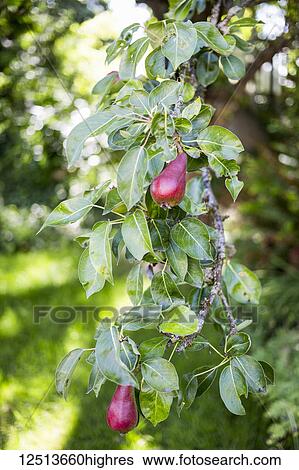 Stock Photograph - Red, sun ripened pears growing on a tree in North Vancouver; Vancouver, British Columbia, Canada. Fotosearch