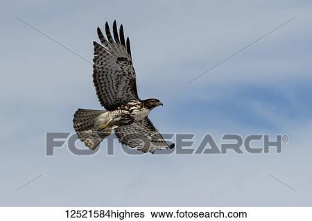 Red-tailed hawk (Buteo jamaicensis) in flight, Klamath Basin National Wildlife Refuge; Merrill, Oregon, United States of America View Large Photo Image Stock Photograph - Red-tailed hawk (Buteo jamaicensis) in flight, Klamath Basin National Wildlife Refuge; Merrill, Oregon, United States of America. Fotosearch