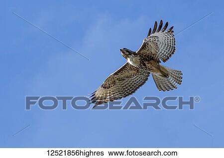 Stock Photograph - Red-tailed hawk (Buteo jamaicensis) in flight, Klamath Basin National Wildlife Refuge; Merrill, Oregon, United States of America. Fotosearch
