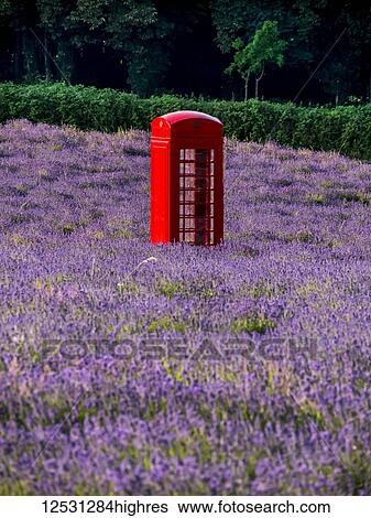 Red telephone booth in a lavender field; London, England View Large Photo Image Stock Photograph - Red telephone booth in a lavender field; London, England. Fotosearch