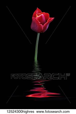 Stock Photograph - Red tulip reflected in water. Fotosearch