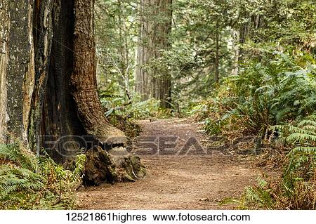 Stock Photograph - Redwood trees and ferns along a trail, Lady Bird Johnson Grove, Redwood National and State Parks; Orick, California, United States of America. Fotosearch