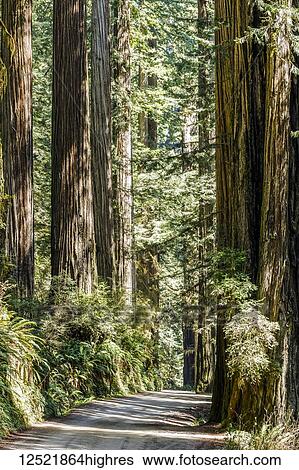 Stock Photograph - Redwood trees and trail, Jedediah Smith Redwoods State Park; Crescent City, California, United States of America. Fotosearch