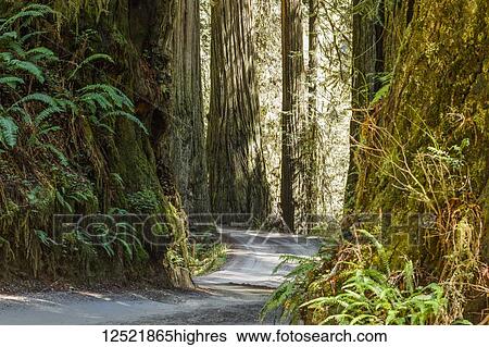 Stock Photograph - Redwood trees and trail, Jedediah Smith Redwoods State Park; Crescent City, California, United States of America. Fotosearch