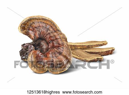Stock Photograph - Reishi mushroom on a white background. Fotosearch