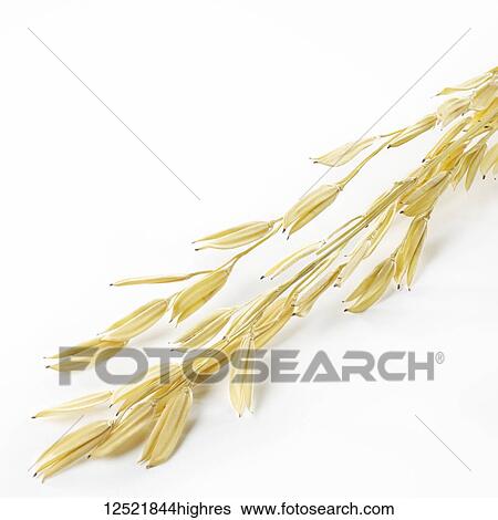 Rice sheaf on a white background View Large Photo Image Stock Photograph - Rice sheaf on a white background. Fotosearch