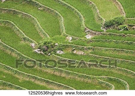 Rice terraces near Sapa; Lao Cai, Vietnam View Large Photo Image Stock Photograph - Rice terraces near Sapa; Lao Cai, Vietnam. Fotosearch