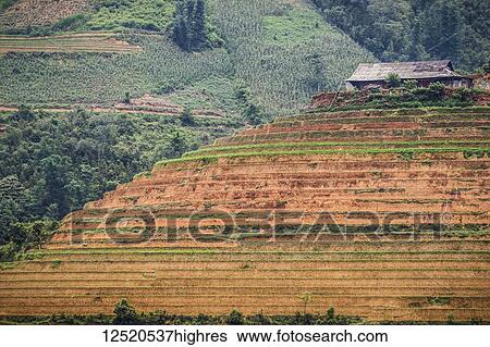 Rice terraces near Sapa; Lao Cai, Vietnam View Large Photo Image Stock Photograph - Rice terraces near Sapa; Lao Cai, Vietnam. Fotosearch