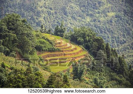 Rice terraces near Sapa; Lao Cai, Vietnam View Large Photo Image Stock Photograph - Rice terraces near Sapa; Lao Cai, Vietnam. Fotosearch
