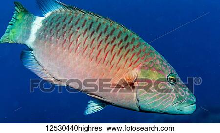 Stock Photograph - Ringtail Wrasse (Oxycheilianus unifasciatus) that was photographed underwater while scuba diving the Kona Coast; Island of Hawaii, Hawaii, United States of America. Fotosearch
