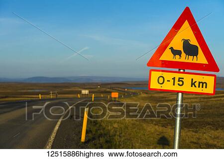 Stock Photograph - Road sign warning of sheep crossing and change of speed limit, near Laugarvatn; Iceland. Fotosearch