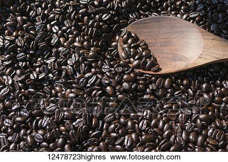 Roasted Kona coffee beans with a wooden spoon for scooping; Holualoa, Island of Hawaii, Hawaii, United States of America View Large Photo Image Stock Photograph - Roasted Kona coffee beans with a wooden spoon for scooping; Holualoa, Island of Hawaii, Hawaii, United States of America. Fotosearch