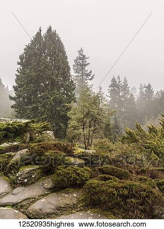 Rock garden and trees in the mist; Northumberland, England View Large Photo Image Stock Photograph - Rock garden and trees in the mist; Northumberland, England. Fotosearch