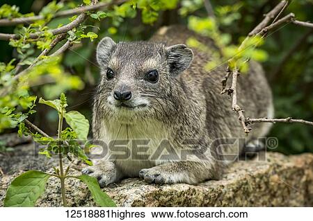 Rock hyrax (Procavia capensis) hiding on stone amongst leaves, Serengeti National Park; Tanzania View Large Photo Image Stock Photograph - Rock hyrax (Procavia capensis) hiding on stone amongst leaves, Serengeti National Park; Tanzania. Fotosearch