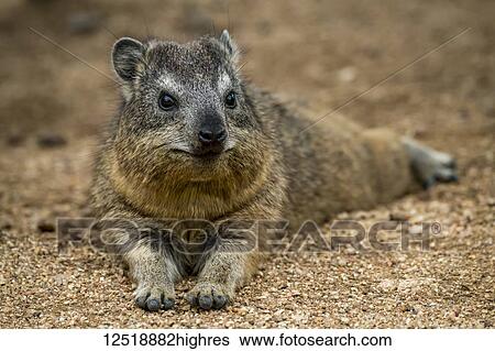 Rock hyrax (Procavia capensis) lying down facing camera on gravel, Serengeti National Park; Tanzania View Large Photo Image Stock Photograph - Rock hyrax (Procavia capensis) lying down facing camera on gravel, Serengeti National Park; Tanzania. Fotosearch