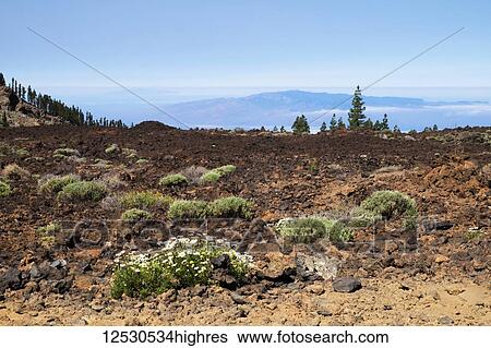 Rocky, arid landscape of Mount Teide, the third highest volcanic structure in the world, with white flowers growing in the rocks, and trees growing in the far background; Tenerife, Canary Islands, Spain View Large Photo Image Stock Photograph - Rocky, arid landscape of Mount Teide, the third highest volcanic structure in the world, with white flowers growing in the rocks, and trees growing in the far background; Tenerife, Canary Islands, Spain. Fotosearch