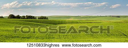 Stock Photograph - Rolling field of green grain with blue sky and clouds, North of Calgary; Alberta, Canada. Fotosearch