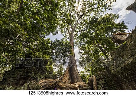 Stock Photograph - Roots of a silk cotton tree (Ceiba pentadra) growing over the ruins of Ta Prohm; Angkor, Siem Reap, Cambodia. Fotosearch