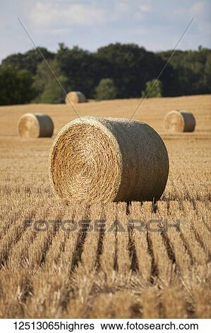 Round hay bales scattered in a harvested farm field, near Georgetown; Ontario, Canada View Large Photo Image Stock Photograph - Round hay bales scattered in a harvested farm field, near Georgetown; Ontario, Canada. Fotosearch