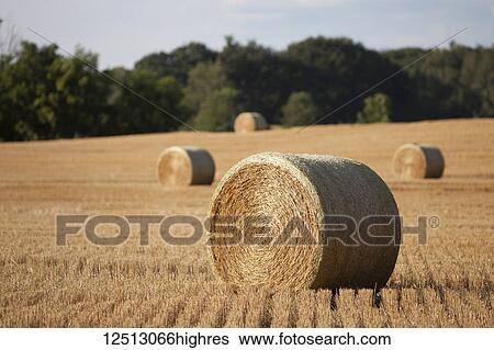 Stock Photograph - Round hay bales scattered in a harvested farm field, near Georgetown; Ontario, Canada. Fotosearch