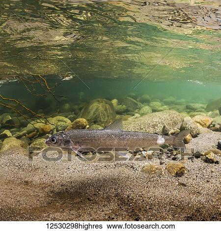 Stock Photograph - Round Whitefish (Prosopium cylindraceum) infected with the protozoan Saprolegnia on its cadal peduncle in an Alaskan stream during the summer; Alaska, United States of America. Fotosearch