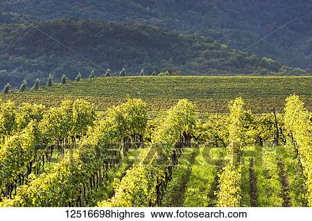 Stock Photograph - Rows of grapevines on a hill with vineyards and rolling hills in the background; Calder, Bolzano, Italy. Fotosearch