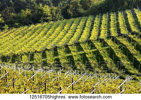 Rows of grapevines on rolling hills; Calder, Bolzano, Italy View Large Photo Image Stock Photograph - Rows of grapevines on rolling hills; Calder, Bolzano, Italy. Fotosearch