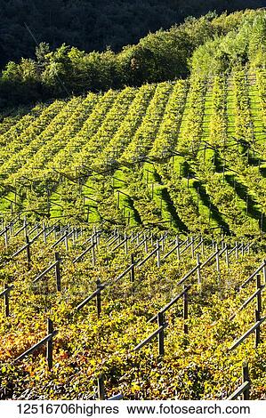Rows of grapevines on rolling hills; Calder, Bolzano, Italy View Large Photo Image Stock Photograph - Rows of grapevines on rolling hills; Calder, Bolzano, Italy. Fotosearch