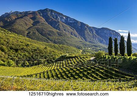 Stock Photograph - Rows of grapevines on rolling hills with mountains in the background and blue sky; Calder, Bolzano, Italy. Fotosearch