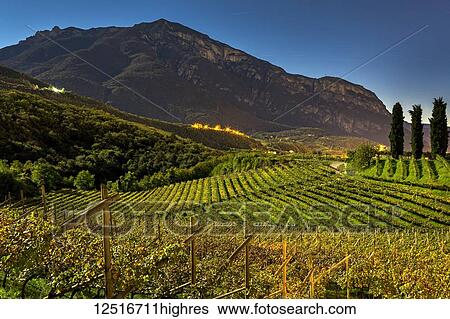 Stock Photograph - Rows of moonlit grapevines on rolling hills with mountains in the background and blue sky; Calder, Bolzano, Italy. Fotosearch